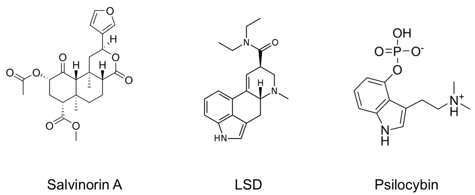 Salvinorin A has a unique structure compared to the classical psychedelics like LSD and Psilocybin, meaning it binds to completely different receptors.